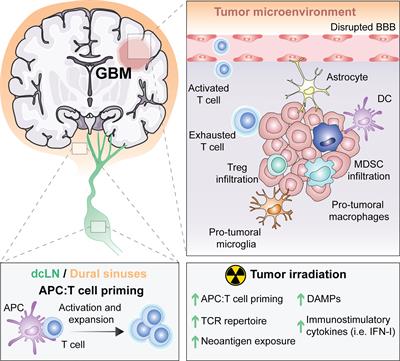 Frontiers | Exploiting Radiation Therapy To Restore Immune Reactivity ...